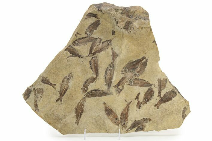 Fossil Fish (Gosiutichthys) Mortality Plate - Wyoming #242911